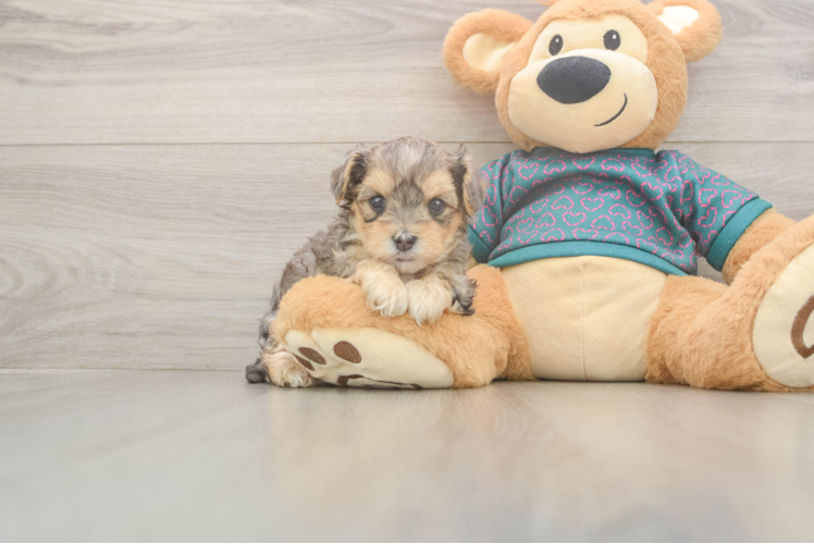 Yorkie Poo Pup Being Cute