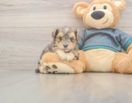 7 week old Yorkie Poo Puppy For Sale - Premier Pups