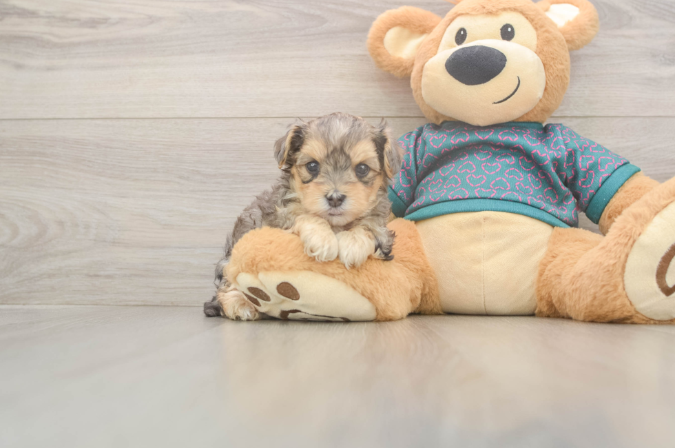 5 week old Yorkie Poo Puppy For Sale - Premier Pups
