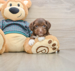7 week old Yorkie Poo Puppy For Sale - Premier Pups