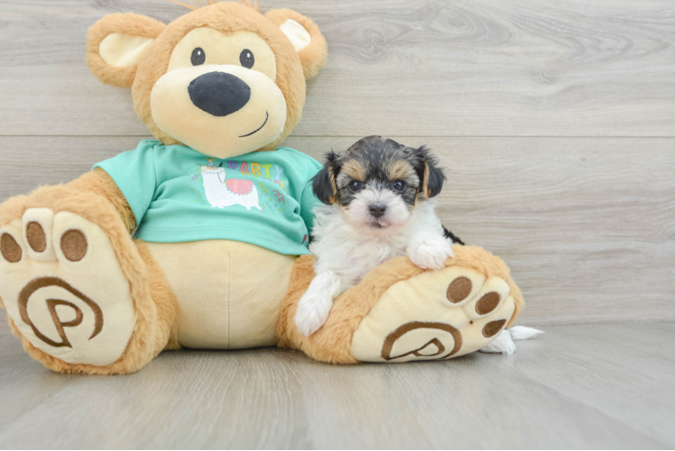 Energetic Yorkipoo Poodle Mix Puppy