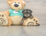 9 week old Yorkie Poo Puppy For Sale - Premier Pups