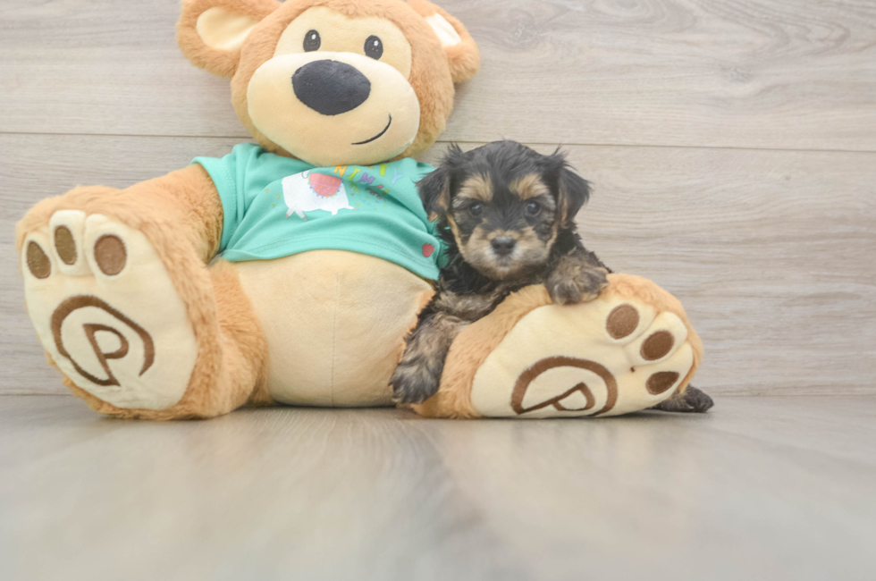5 week old Yorkie Poo Puppy For Sale - Premier Pups