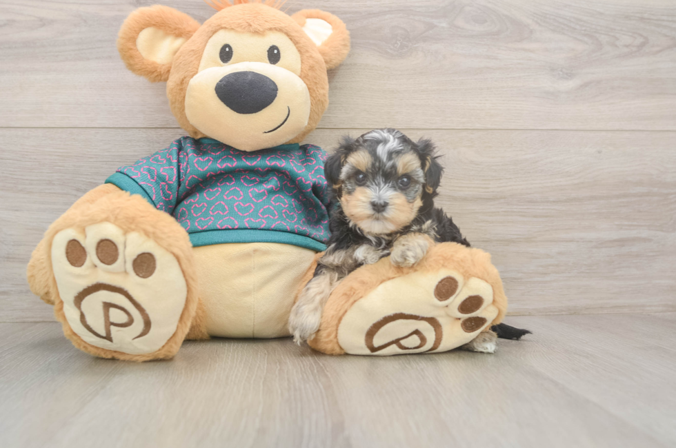 5 week old Yorkie Poo Puppy For Sale - Premier Pups