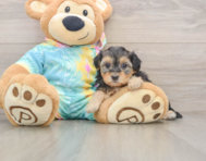 8 week old Yorkie Poo Puppy For Sale - Premier Pups