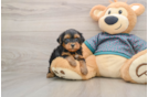 Best Yorkie Poo Baby