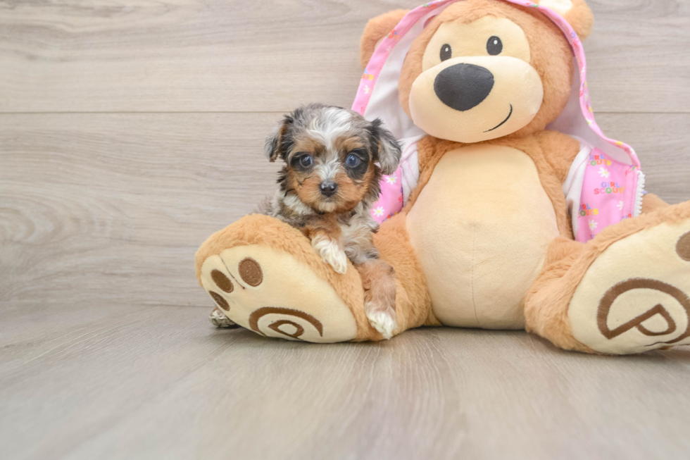 Adorable Yorkiedoodle Poodle Mix Puppy