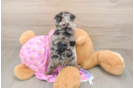 Best Yorkie Poo Baby