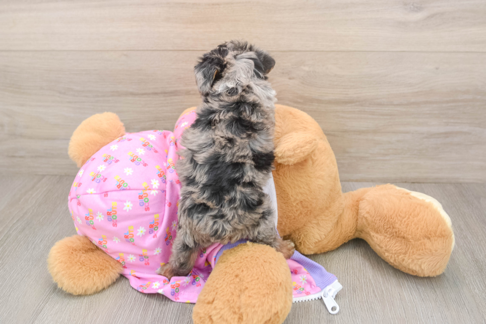 Best Yorkie Poo Baby