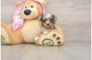 Playful Yo Yo Poo Poodle Mix Puppy