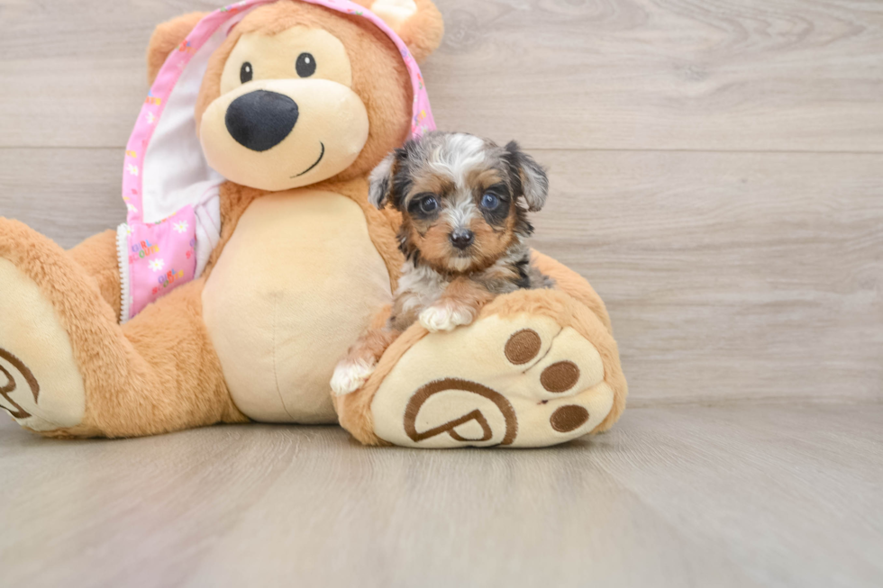 Playful Yo Yo Poo Poodle Mix Puppy