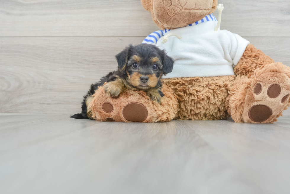 Playful Yorkie Doodle Poodle Mix Puppy