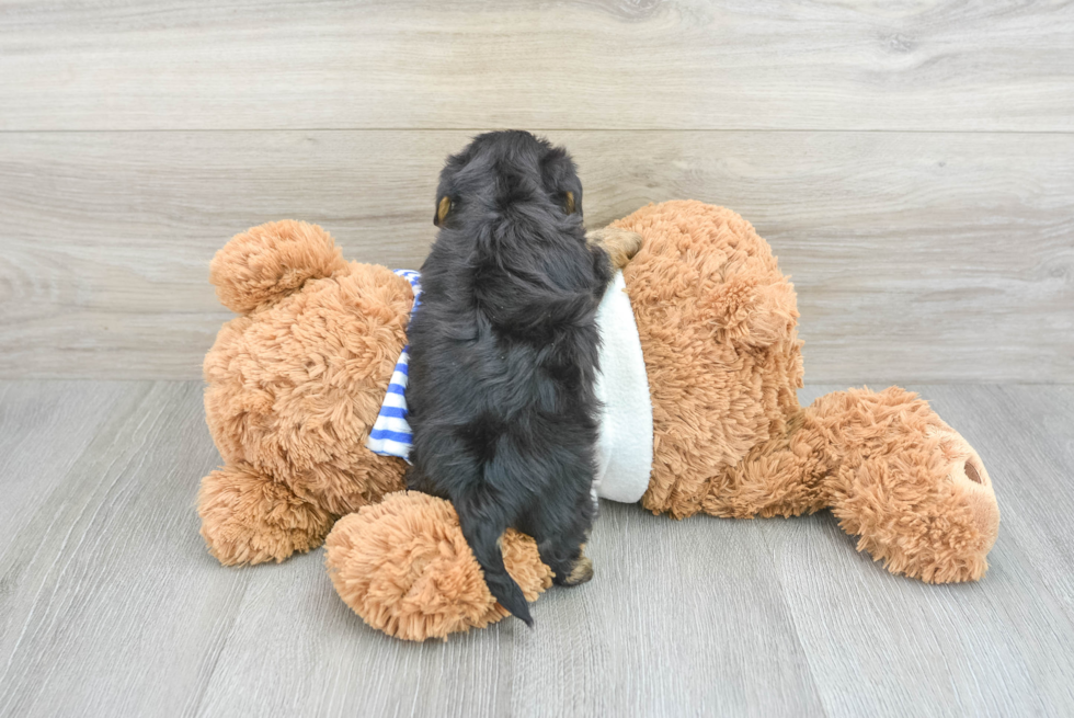 Yorkie Poo Puppy for Adoption