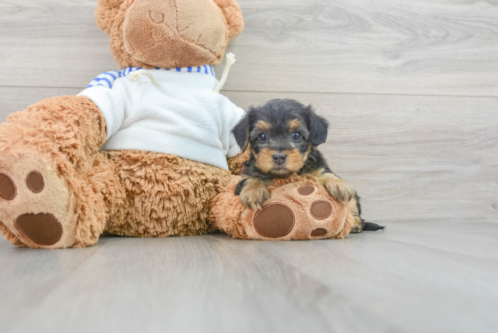 Yorkie Poo Pup Being Cute