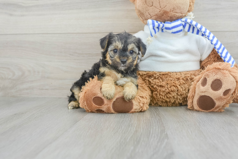 Best Yorkie Poo Baby