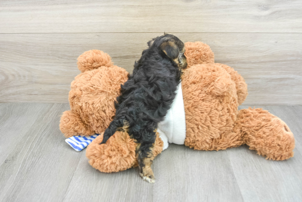 Smart Yorkie Poo Poodle Mix Pup