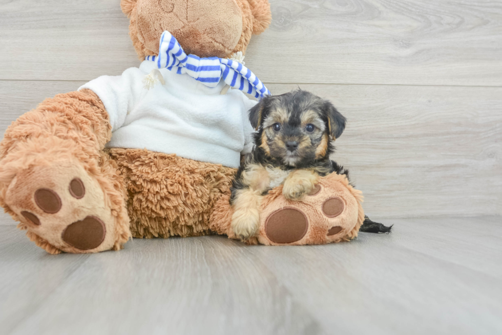 Cute Yorkie Poo Baby