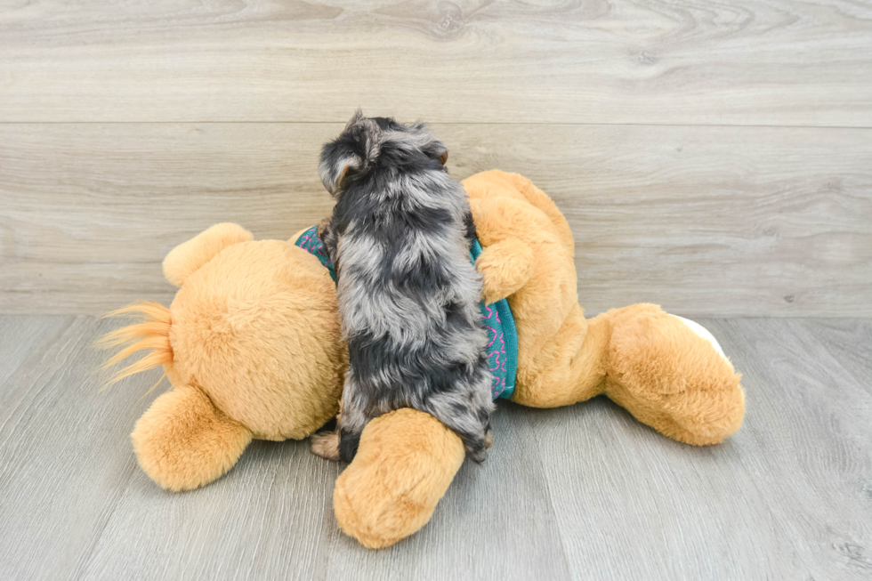 Yorkie Poo Puppy for Adoption