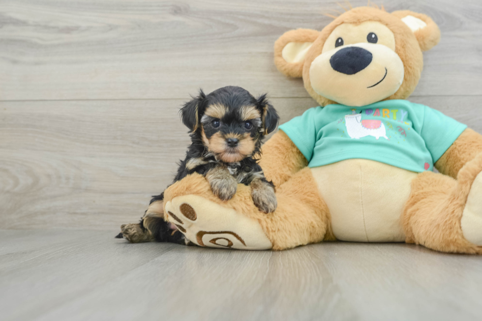 Smart Yorkie Poo Poodle Mix Pup