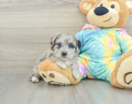 8 week old Yorkie Poo Puppy For Sale - Premier Pups