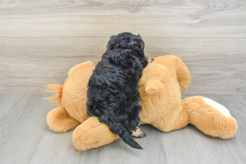 Meet Cupcakes - our Yorkie Poo Puppy Photo 2/3 - Premier Pups
