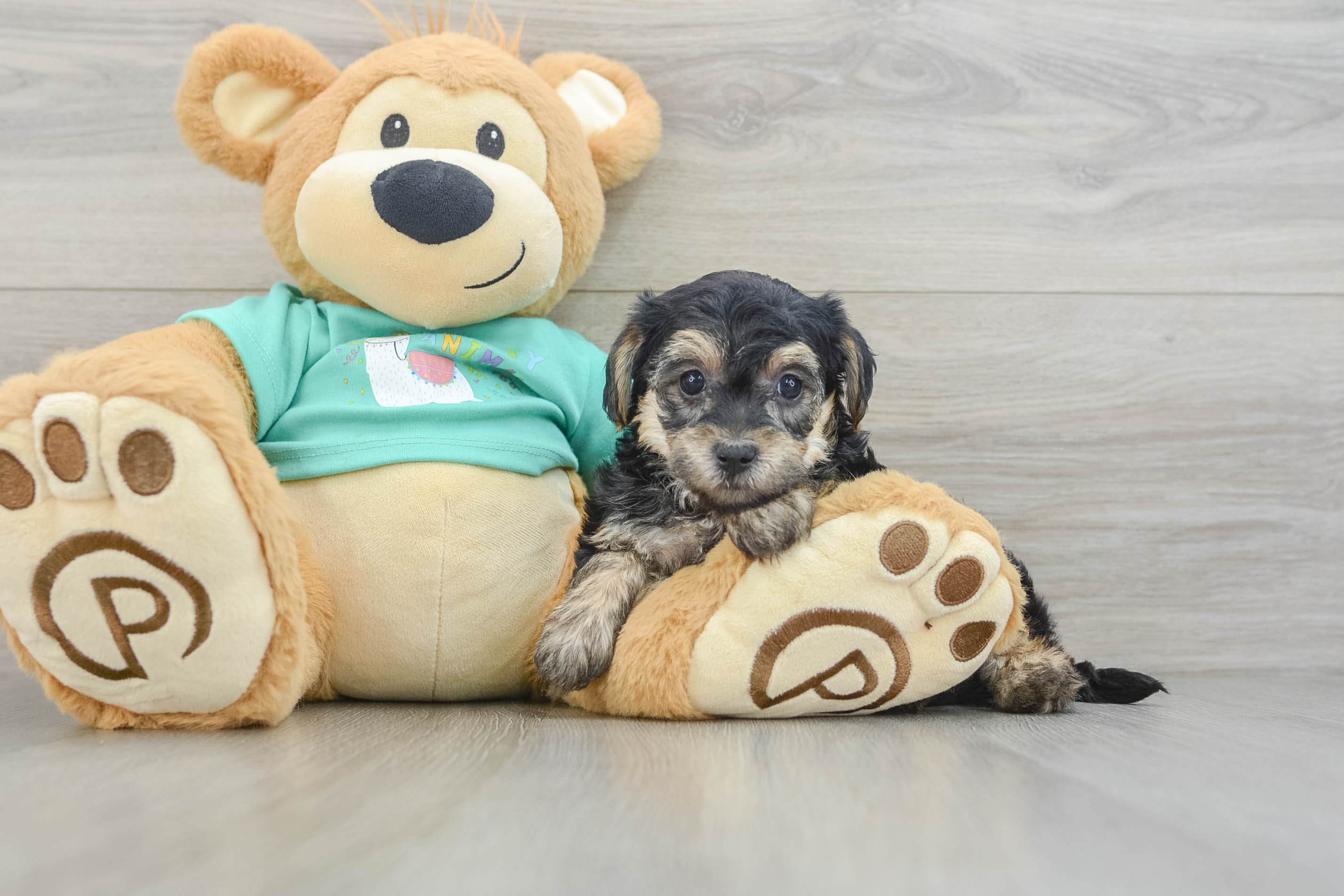 Happy Yorkie Poo Cupcakes: 3lb 3oz Doodle Puppy