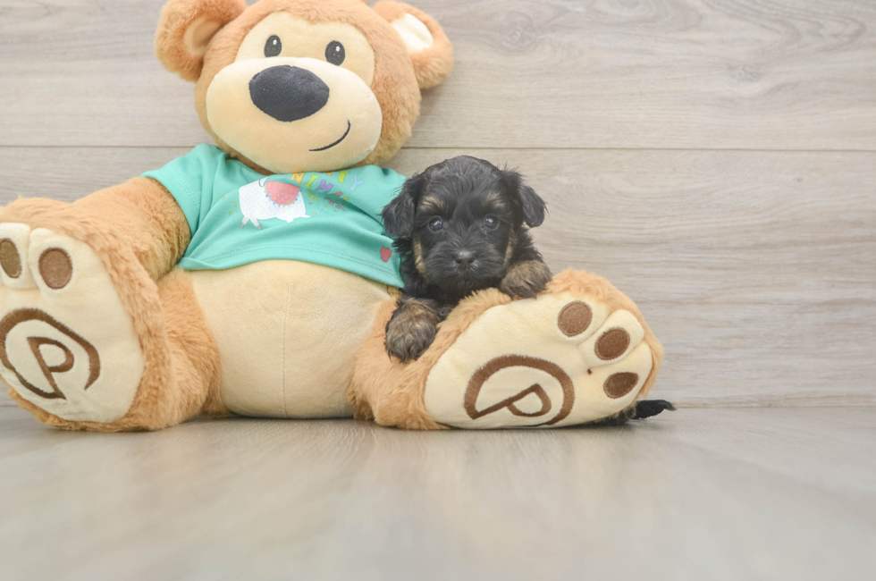 5 week old Yorkie Poo Puppy For Sale - Premier Pups