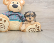 7 week old Yorkie Poo Puppy For Sale - Premier Pups