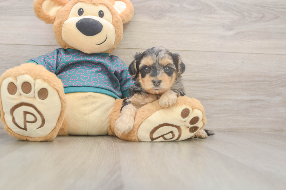 5 week old Yorkie Poo Puppy For Sale - Premier Pups