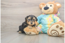Best Yorkie Poo Baby