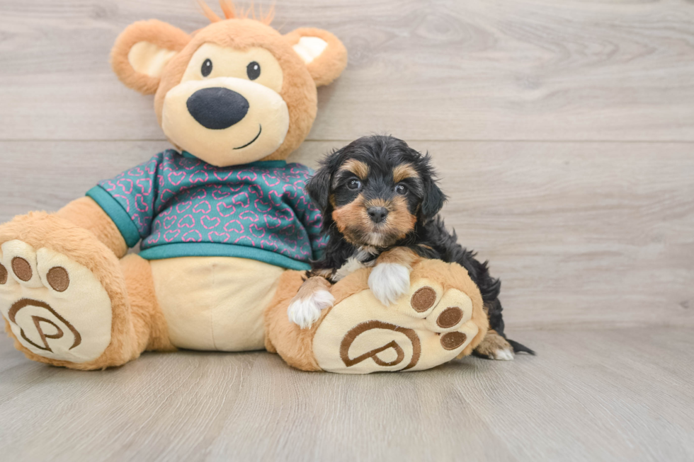 Yorkie Poo Pup Being Cute