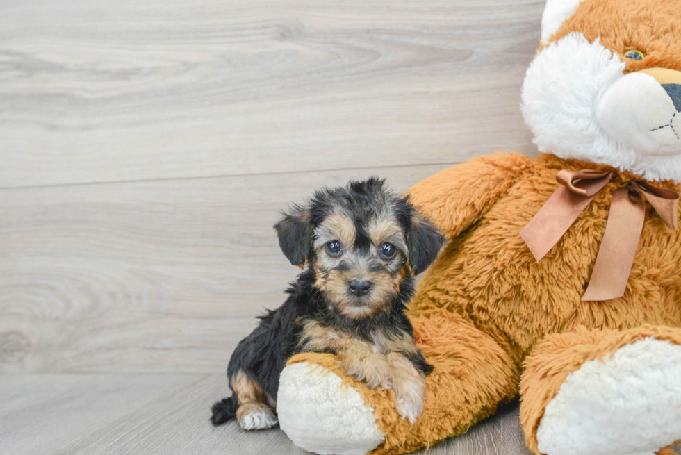 Little Yorkie Doodle Poodle Mix Puppy