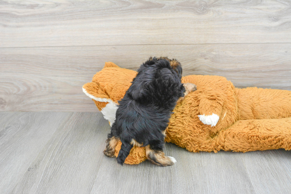 Petite Yorkie Poo Poodle Mix Pup