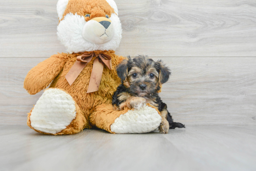 Yorkie Poo Pup Being Cute