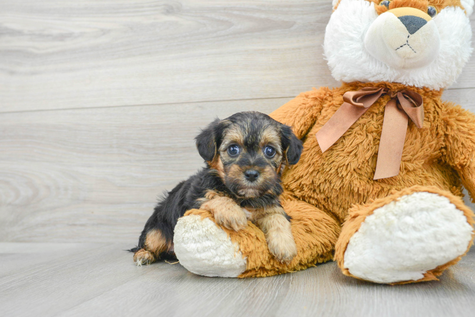 Funny Yorkie Poo Poodle Mix Pup