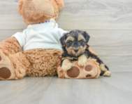 8 week old Yorkie Poo Puppy For Sale - Premier Pups