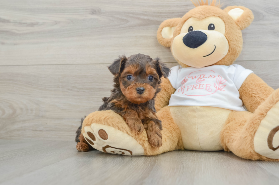 5 week old Yorkie Poo Puppy For Sale - Premier Pups