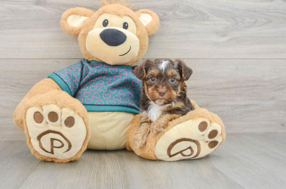 5 week old Yorkie Poo Puppy For Sale - Premier Pups