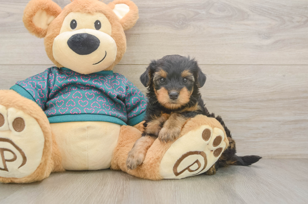 5 week old Yorkie Poo Puppy For Sale - Premier Pups