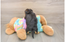 Yorkie Poo Pup Being Cute