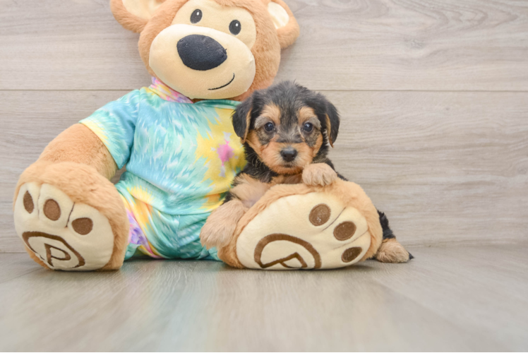 Best Yorkie Poo Baby
