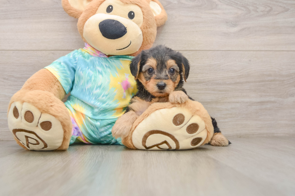 Best Yorkie Poo Baby