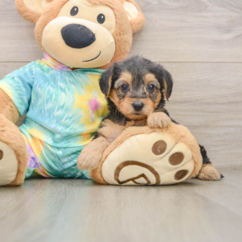 Best Yorkie Poo Baby