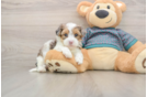 Yorkie Poo Puppy for Adoption