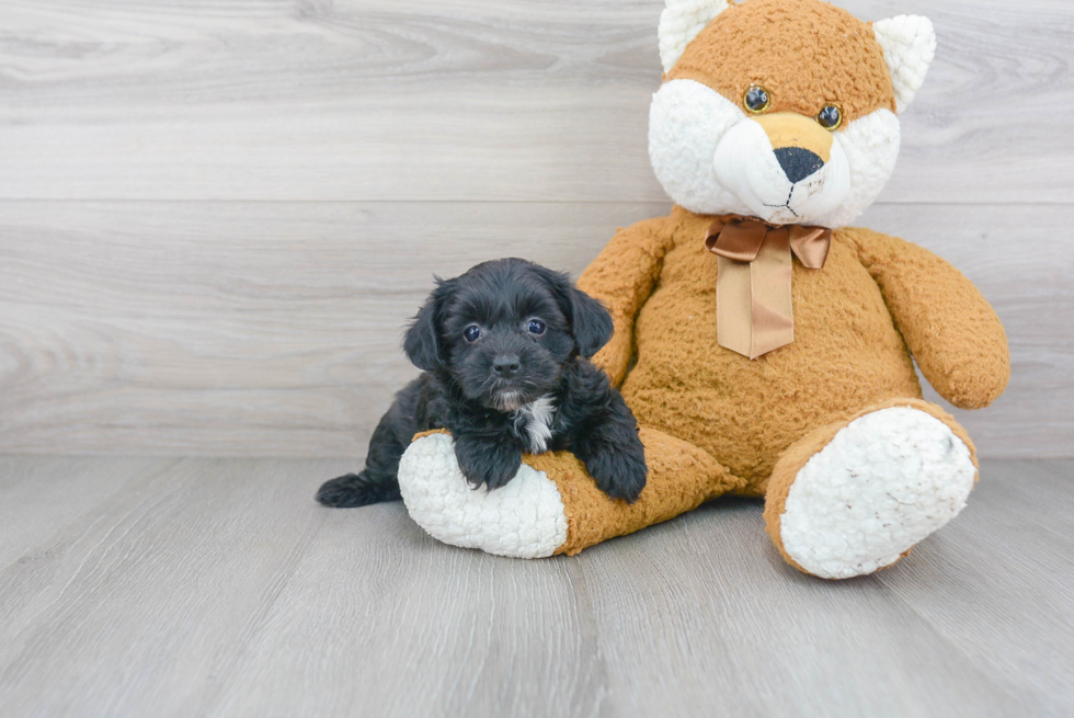 Happy Yorkie Poo Baby