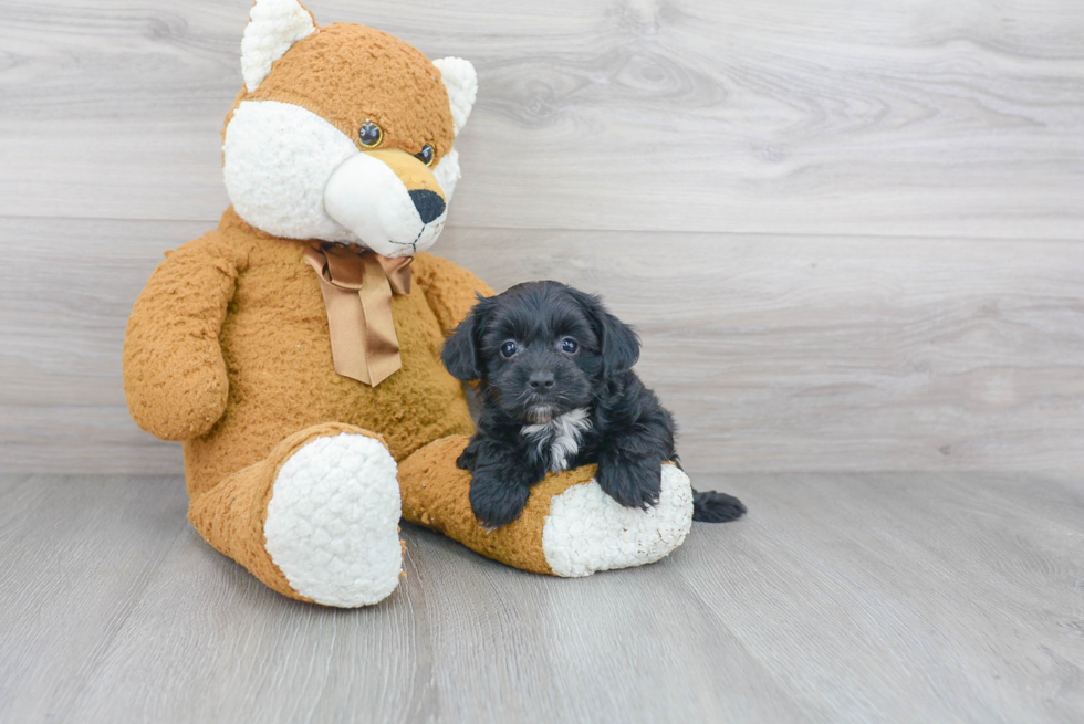 Yorkie Poo Pup Being Cute