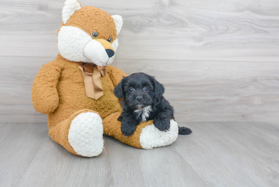 Yorkie Poo Pup Being Cute