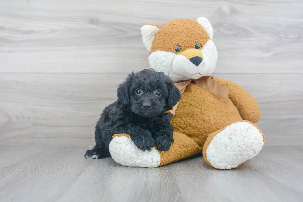 Playful Yorkie Doodle Poodle Mix Puppy