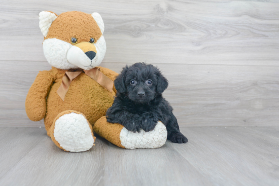 Popular Yorkie Poo Poodle Mix Pup