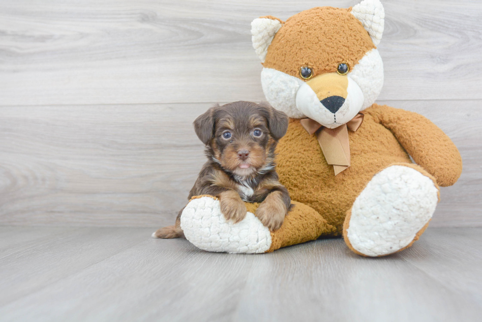 Yorkie Poo Pup Being Cute